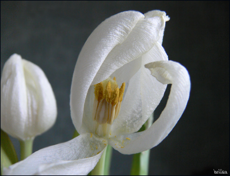 photo "***" tags: macro and close-up, 