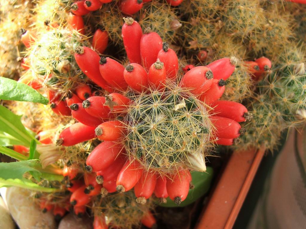 photo "Cactus flowers" tags: nature, macro and close-up, flowers