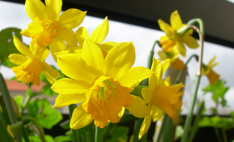 photo "Hyacinth" tags: nature, flowers