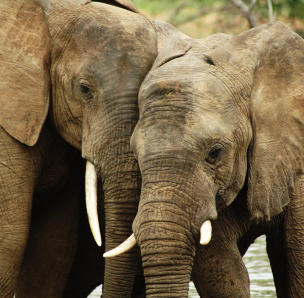 фото "Best friends" метки: природа, путешествия, Африка, дикие животные