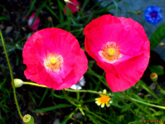 photo "Twins" tags: nature, macro and close-up, flowers