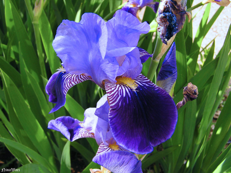 ирис jazzed up. ирис германский робусто. ирис германский лаури. ирис конджурейшн. Keppel ирис.