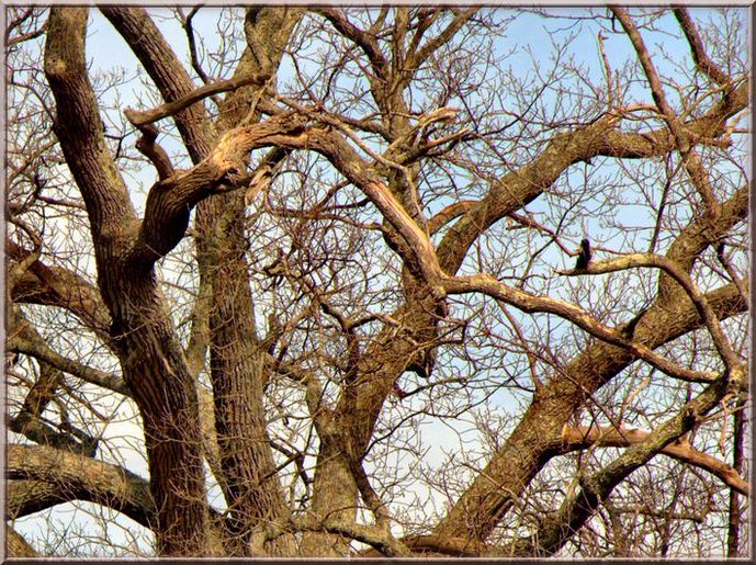 photo "the tree" tags: nature, landscape, flowers, winter