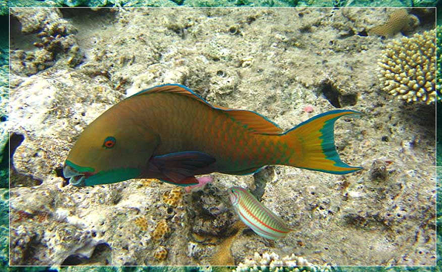 photo "***" tags: underwater, 