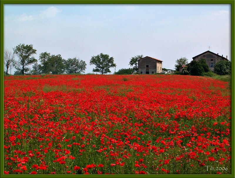 photo "Red landscape" tags: nature, landscape, flowers, spring
