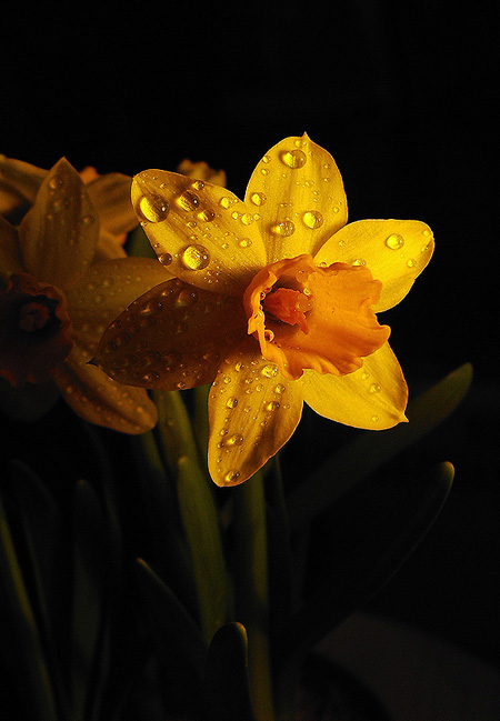 фото "Нарцисс" метки: природа, макро и крупный план, цветы