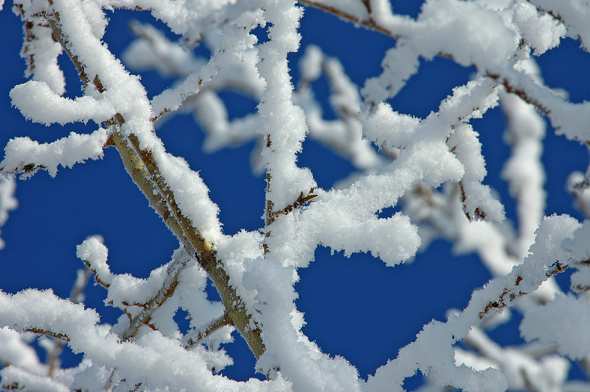 photo "Winter beauty" tags: nature, 