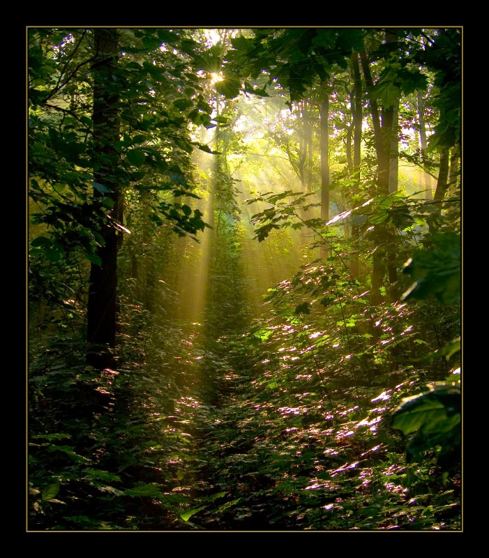 photo "My beam flashes somewhere..." tags: landscape, nature, forest