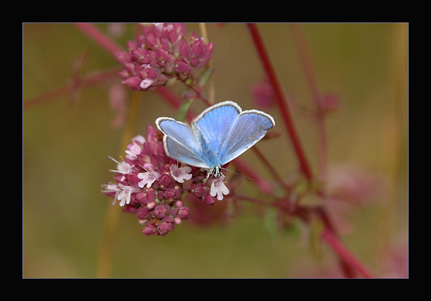 фото "Blue "Flower"" метки: природа, макро и крупный план, насекомое