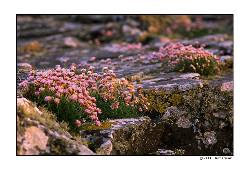 photo "Cloves" tags: travel, nature, Europe, flowers