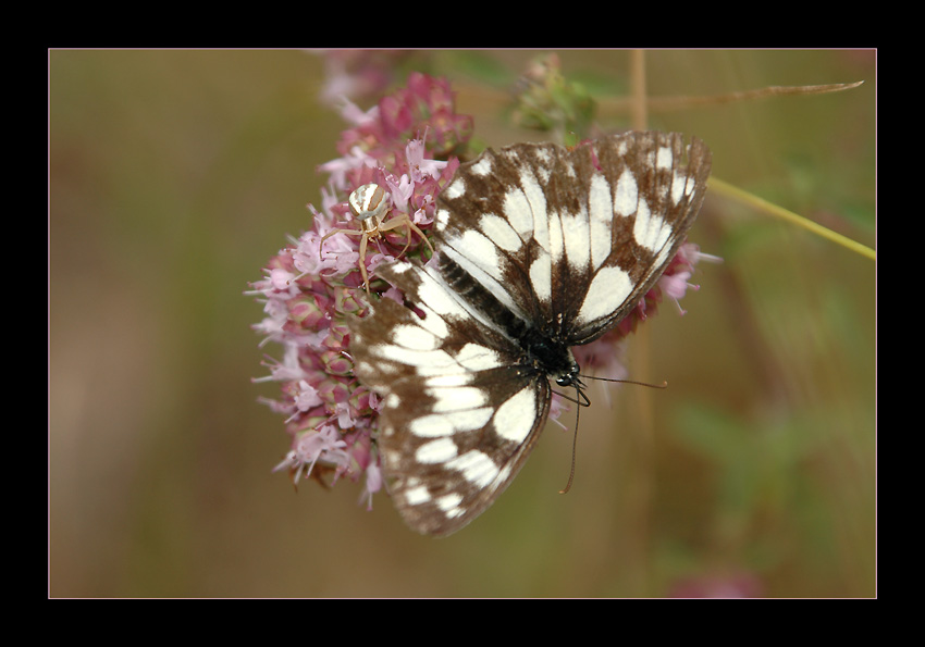 photo "Bon Appetit !" tags: nature, macro and close-up, insect