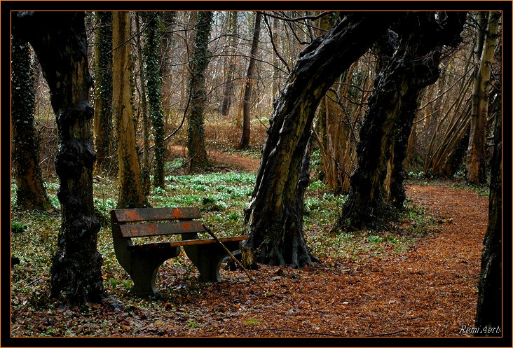 photo "Old trees" tags: landscape, spring