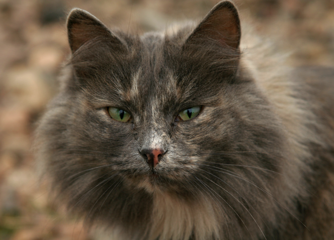фото "просто деревенская кошка" метки: природа, домашние животные