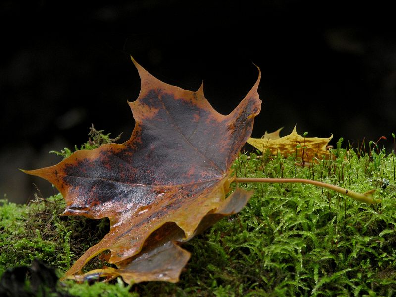 photo "Autumn" tags: landscape, nature, autumn