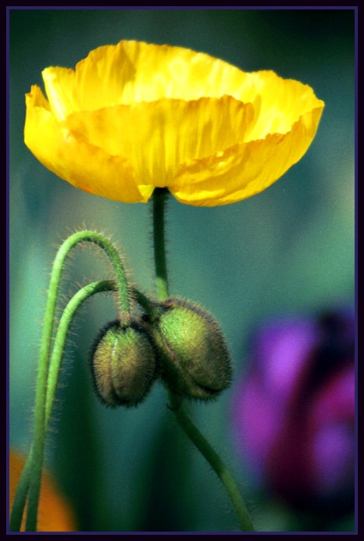 photo "Leaning on you..." tags: nature, flowers