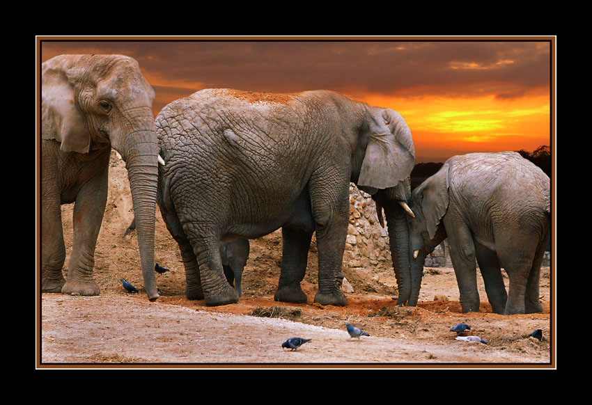 photo "Elephant family 2" tags: nature, genre, wild animals