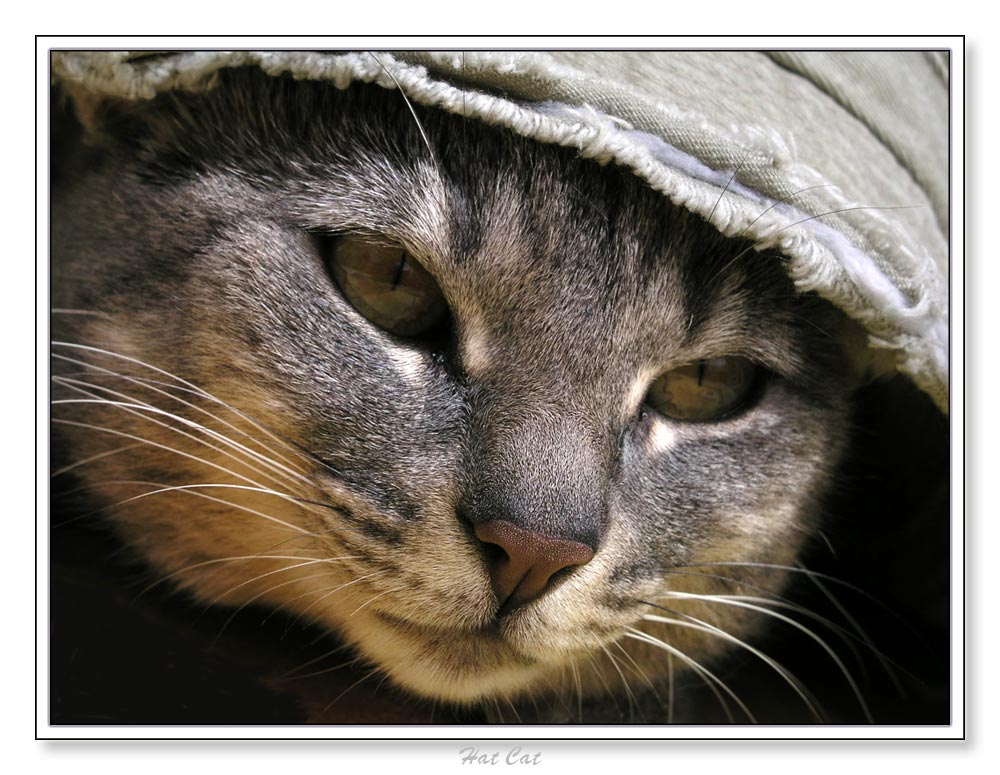photo "Hat Cat" tags: nature, humor, pets/farm animals