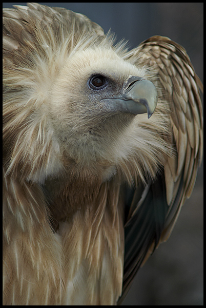 photo "Uhh..." tags: nature, wild animals