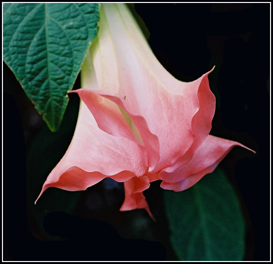 фото "Postcard  for  you" метки: природа, цветы