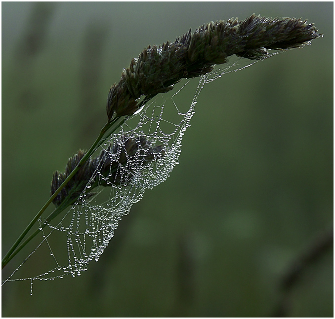 photo "Morning dew" tags: nature, flowers