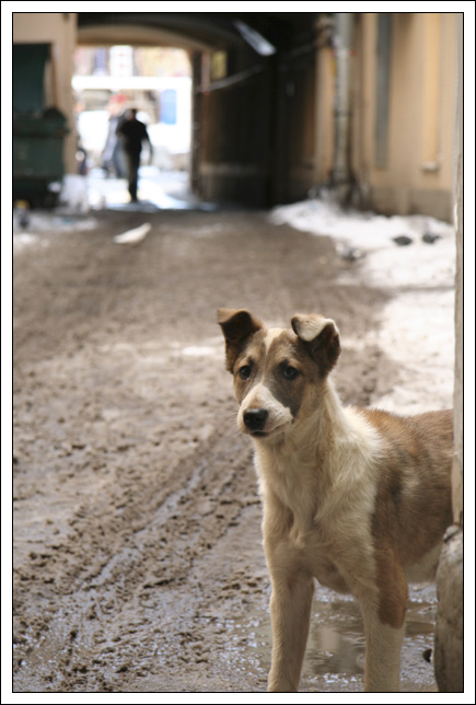 photo "The watchman" tags: architecture, nature, landscape, pets/farm animals