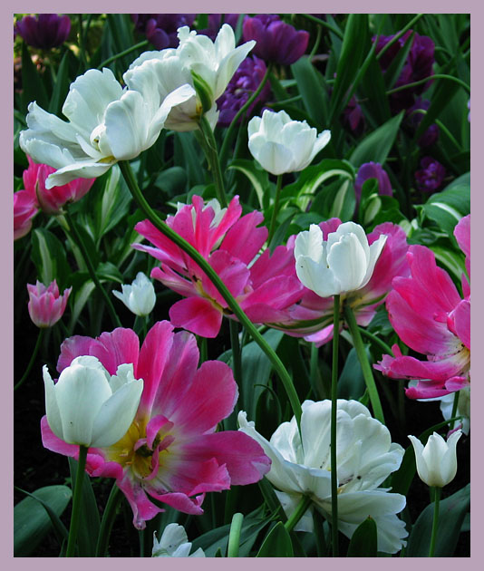 photo "Tulips" tags: nature, flowers