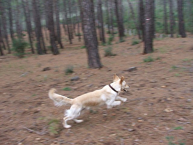 photo "Ready for Take OFF!" tags: sport, nature, pets/farm animals