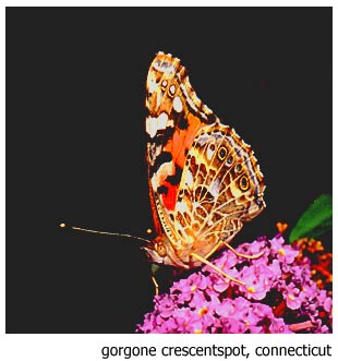 photo "Cresentspot butterfly" tags: nature, insect