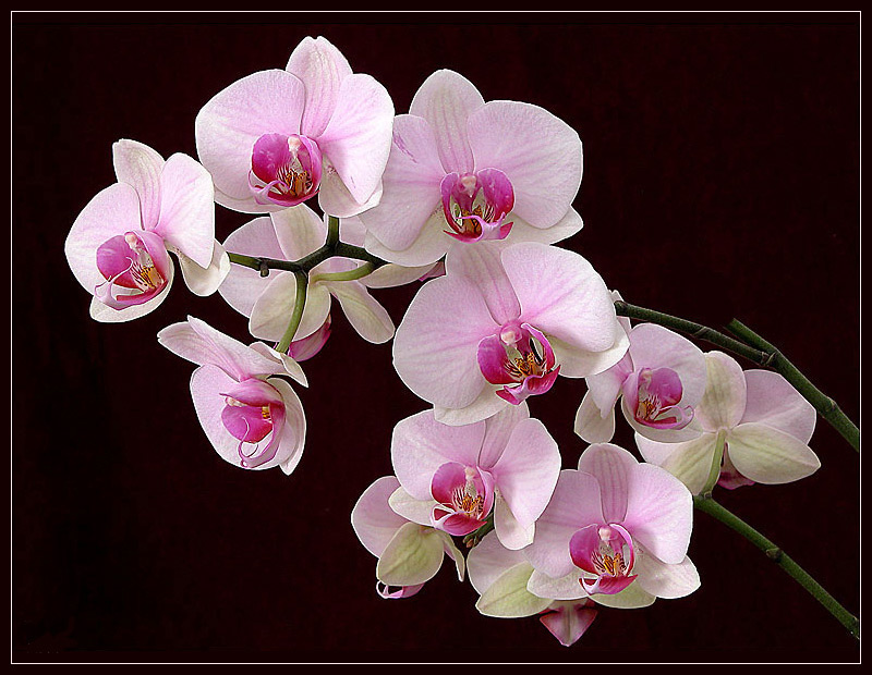 photo "Orchid 1" tags: nature, flowers