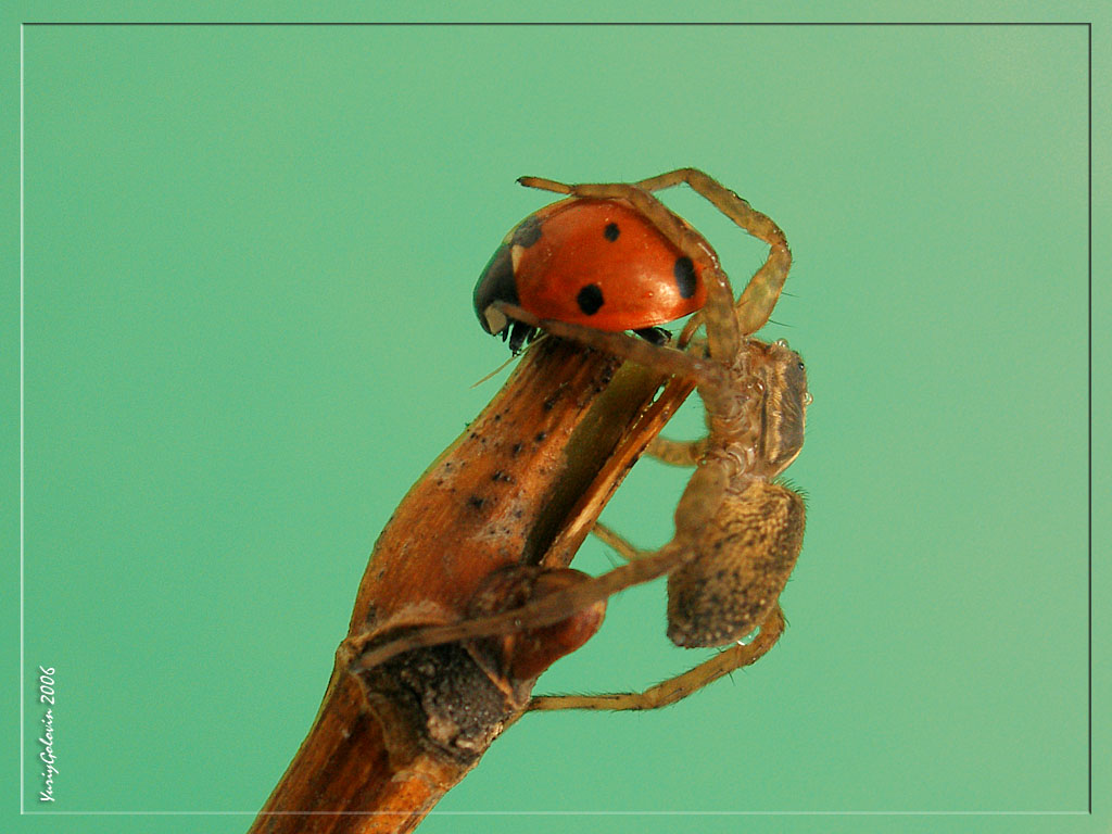 фото "spider killer 1" метки: макро и крупный план, природа, насекомое