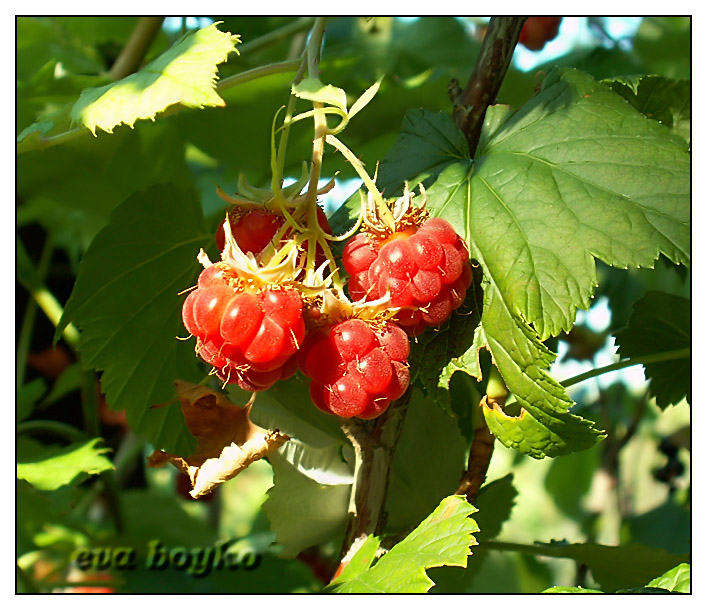 фото "Raspberry-bush" метки: природа, цветы