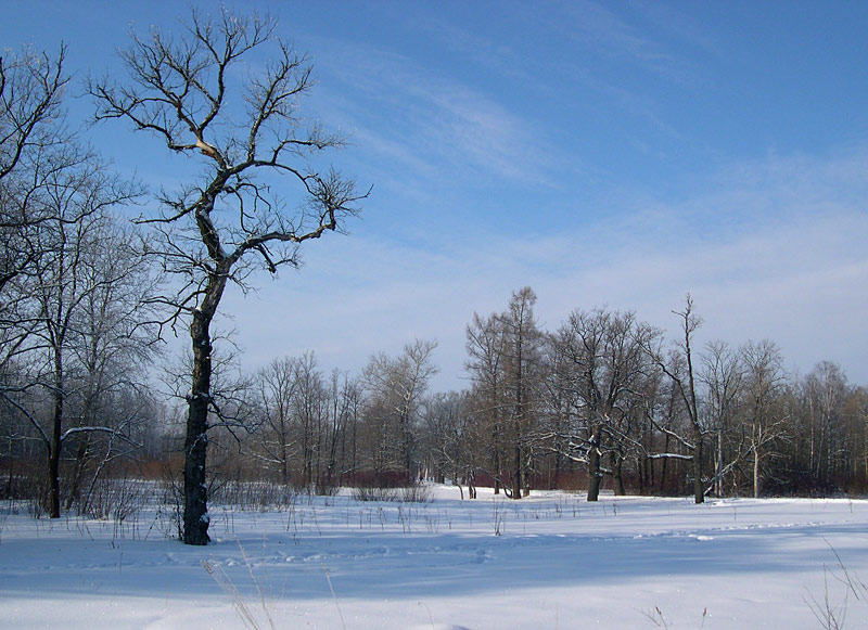 фото "прозрачный воздух зимы" метки: пейзаж, зима, лес