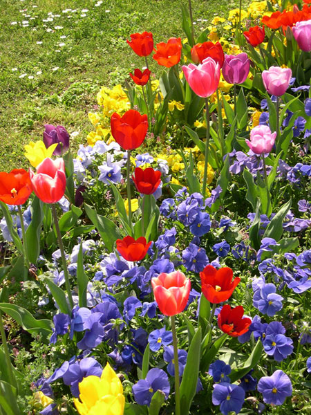 фото "Spring Time" метки: природа, цветы
