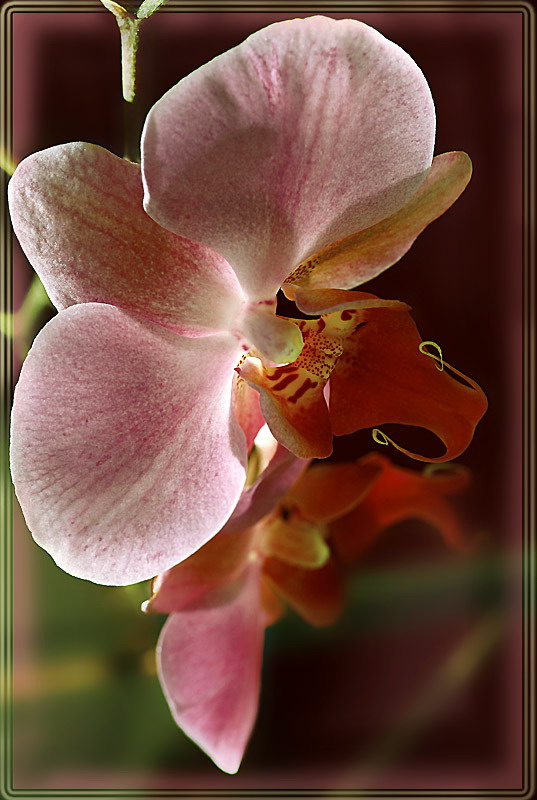 photo "Pink wings" tags: nature, macro and close-up, flowers