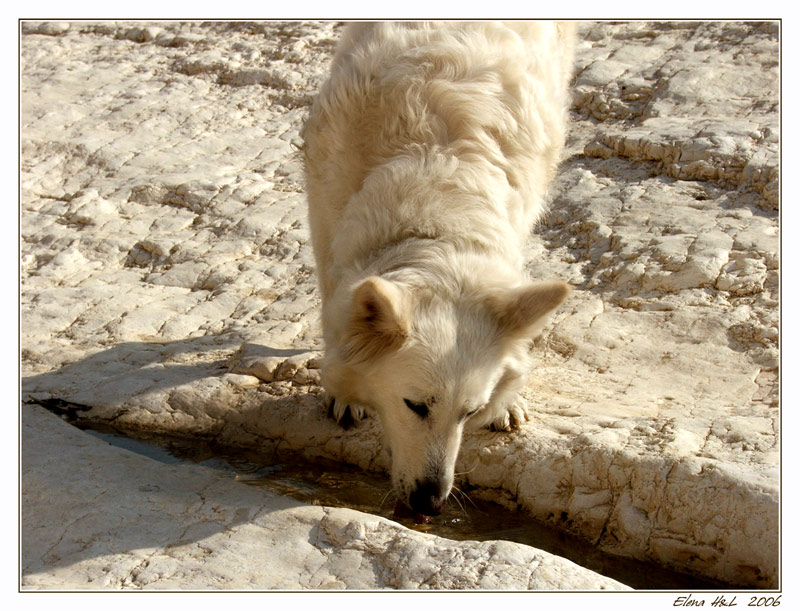 photo "Thirst" tags: nature, misc., pets/farm animals