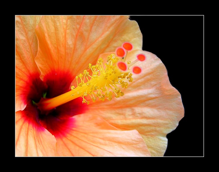 photo "Hibiscus" tags: nature, macro and close-up, flowers