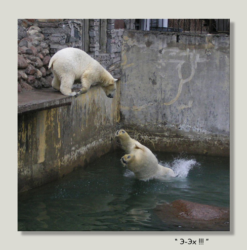 photo "***" tags: nature, montage, wild animals