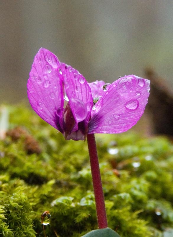 photo "***" tags: nature, flowers