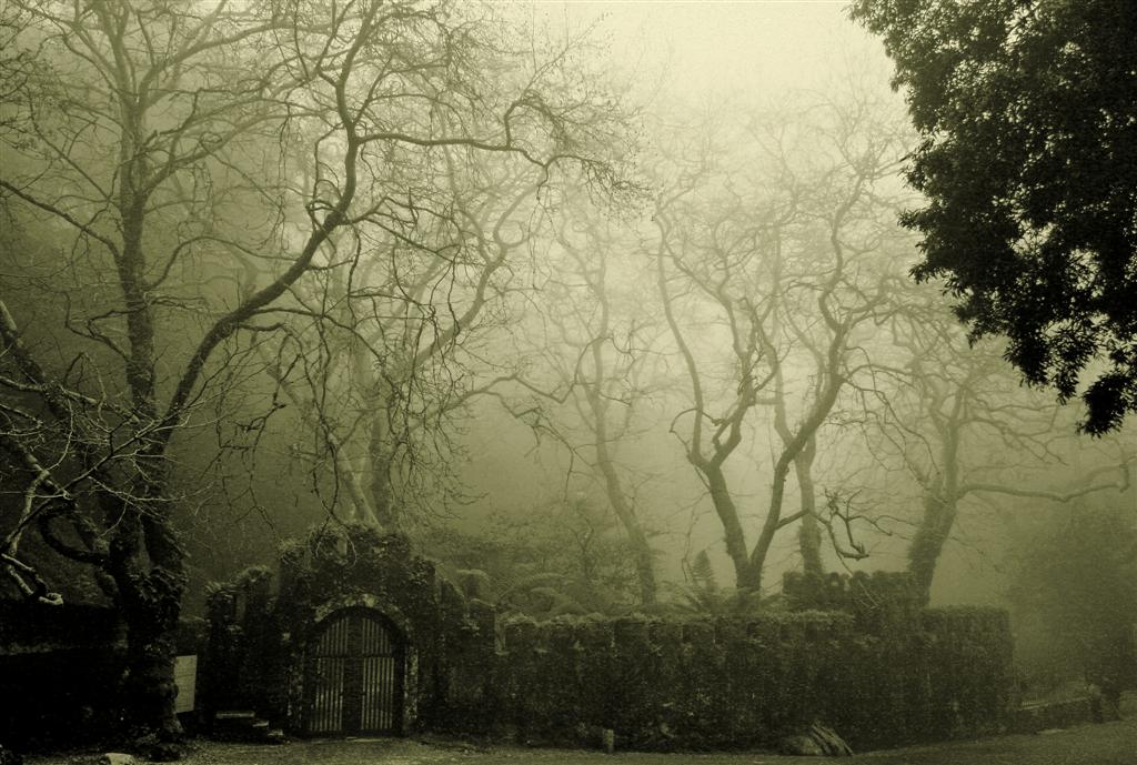 photo "--- / ---" tags: landscape, forest