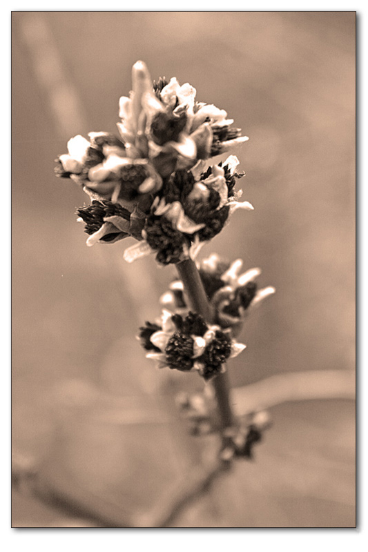 photo "new abstraction" tags: macro and close-up, black&white, 