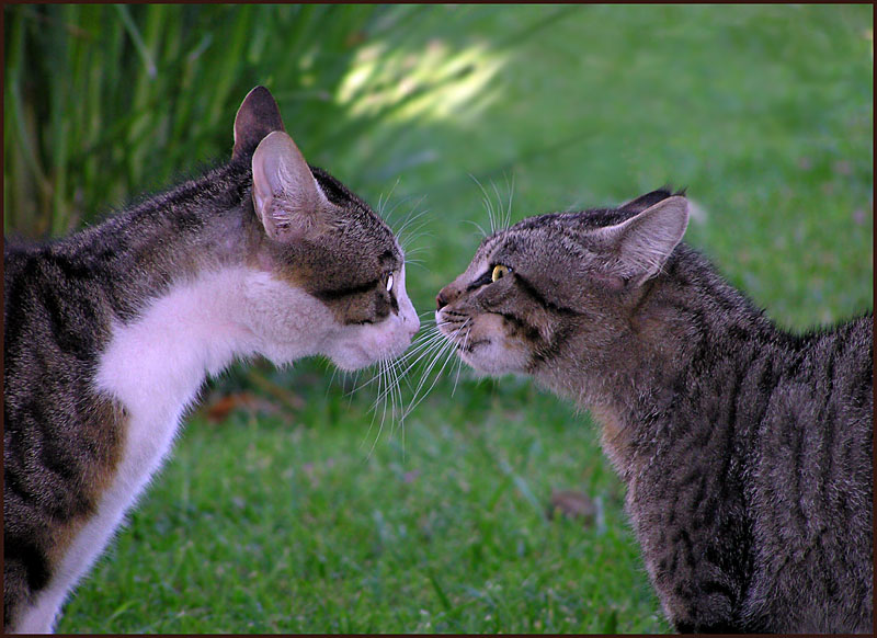 photo "***" tags: nature, pets/farm animals