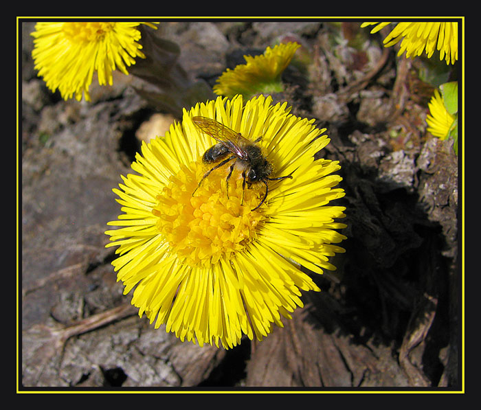 photo "Smile of Spring" tags: nature, macro and close-up, flowers