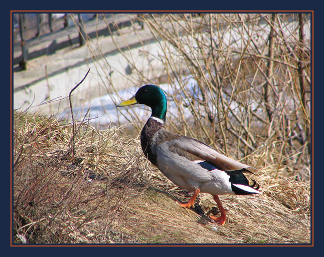 photo "Ascention" tags: nature, wild animals