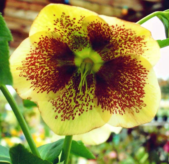 photo "" Helleborus Orientalis "" tags: macro and close-up, nature, flowers