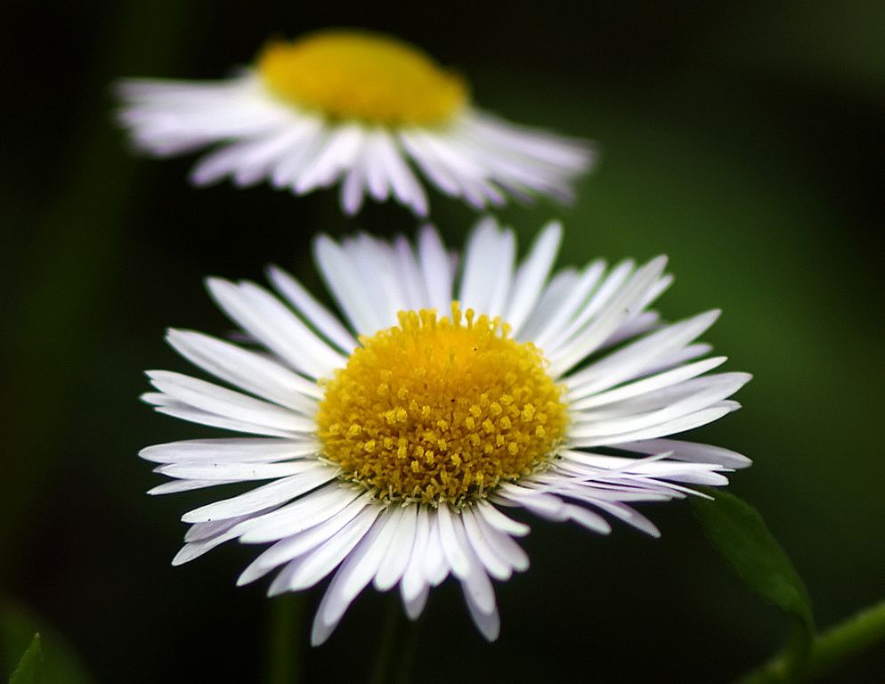 photo "flower power" tags: nature, flowers