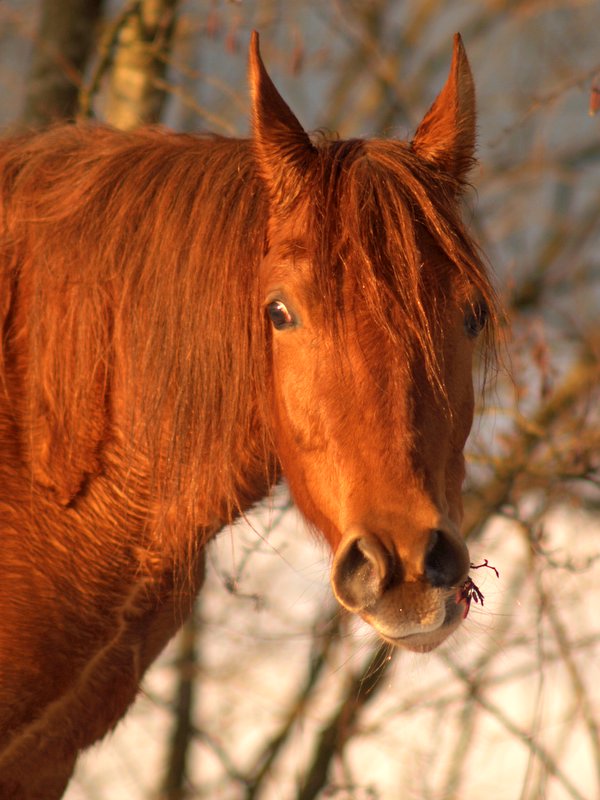 photo ":)" tags: nature, pets/farm animals