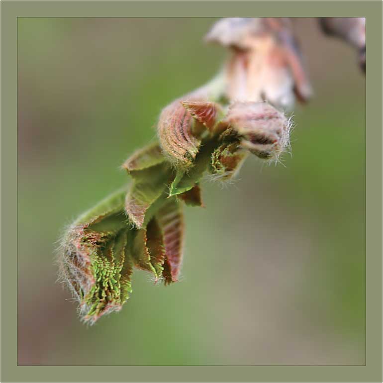 photo "***" tags: macro and close-up, 