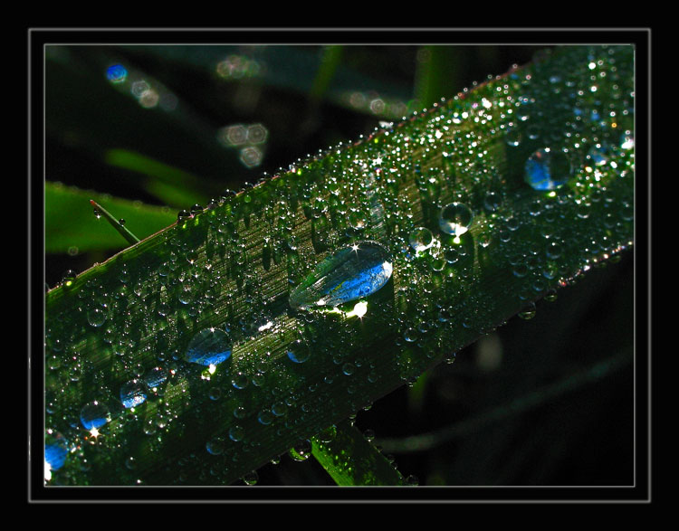 photo "Turquoise" tags: nature, macro and close-up, flowers