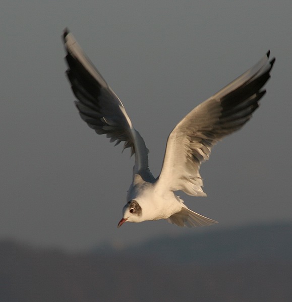 photo "Flight" tags: nature, wild animals