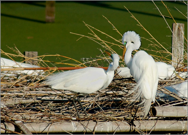 photo "Couple" tags: travel, nature, North America, wild animals